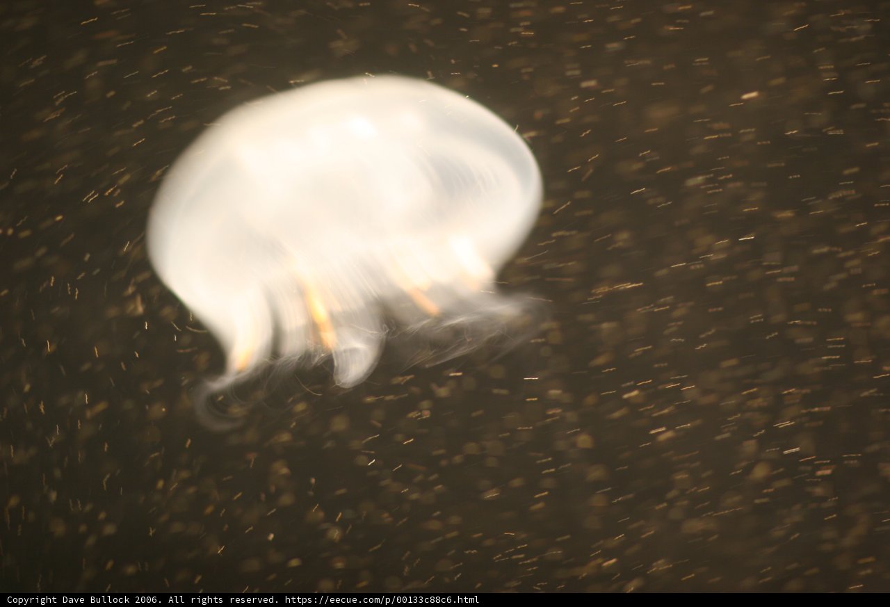 Illuminated Jellyfish
