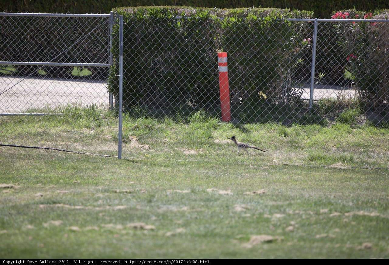 Peaceful Bird on Fence