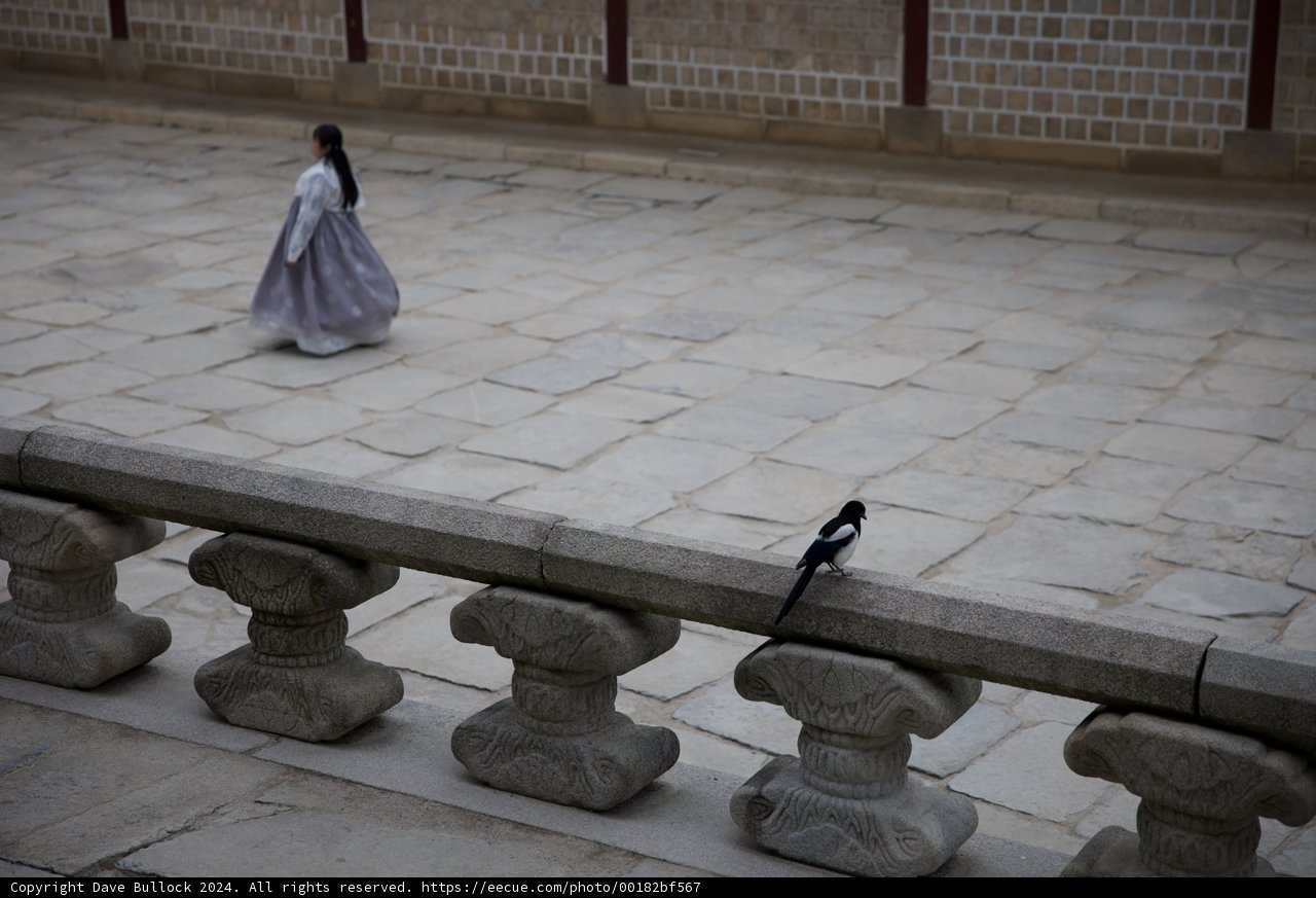 Elegance and Nature in Harmony: Day in 2024 Korea