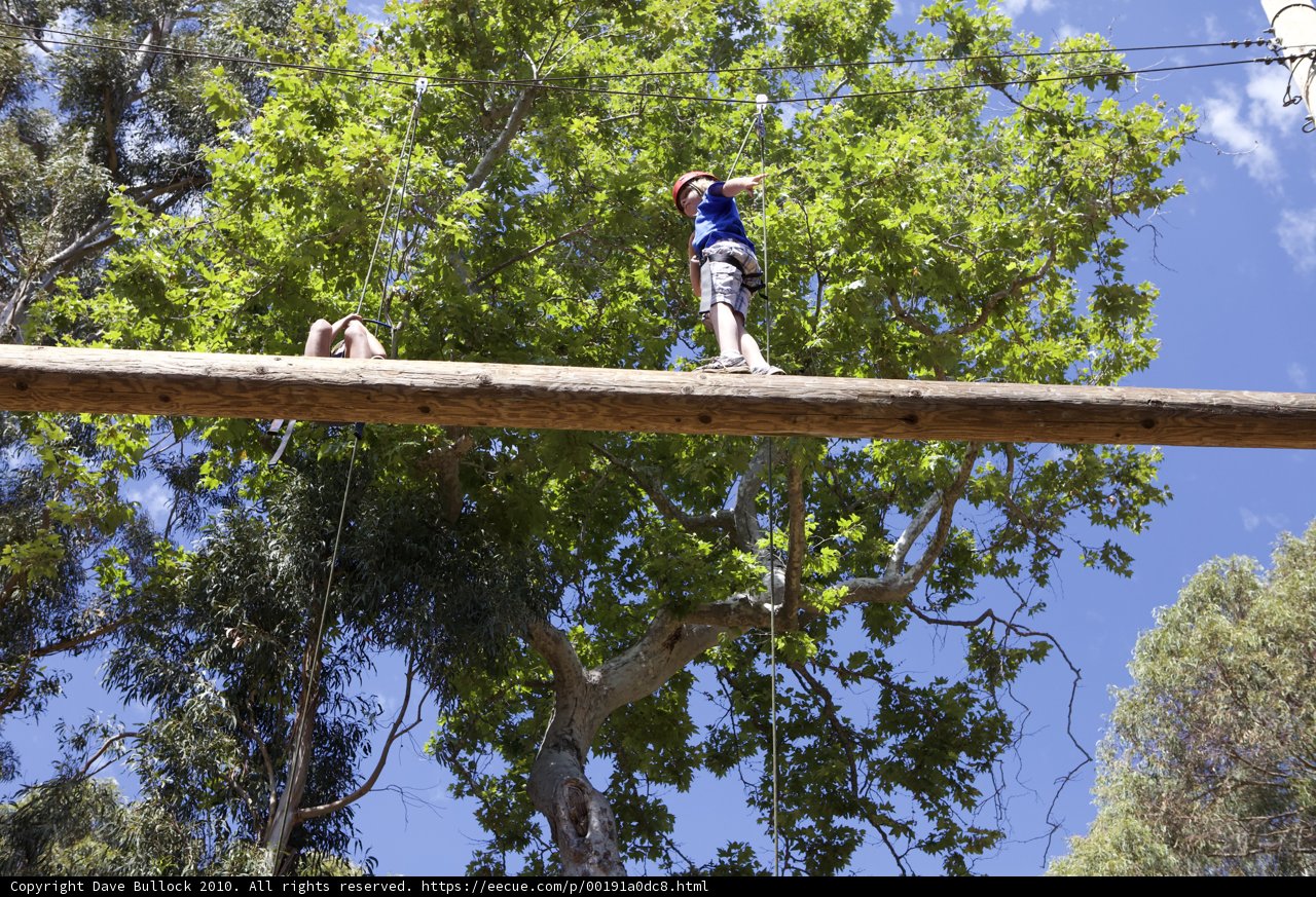 Soaring through the Trees
