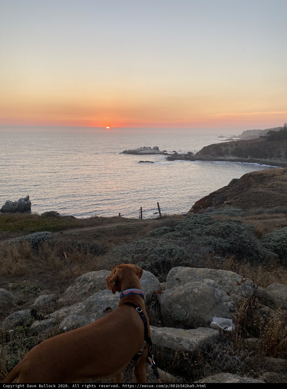 Canine Contemplation