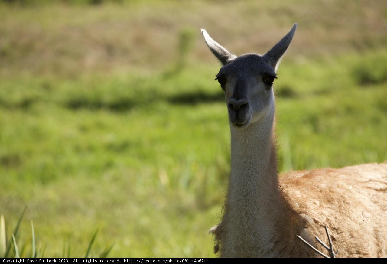 Leisurely Llama at San Francisco Zoo.