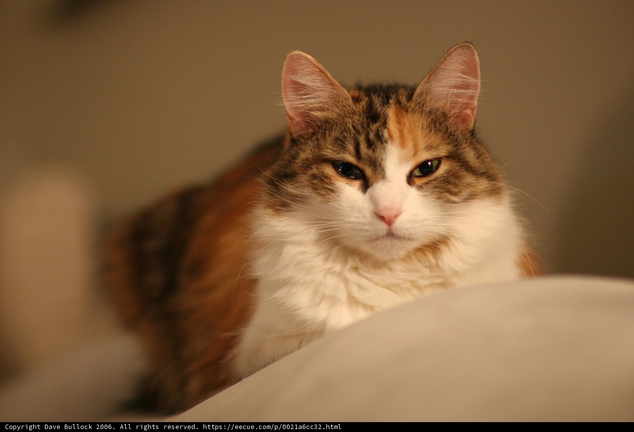 Couch Potato Feline