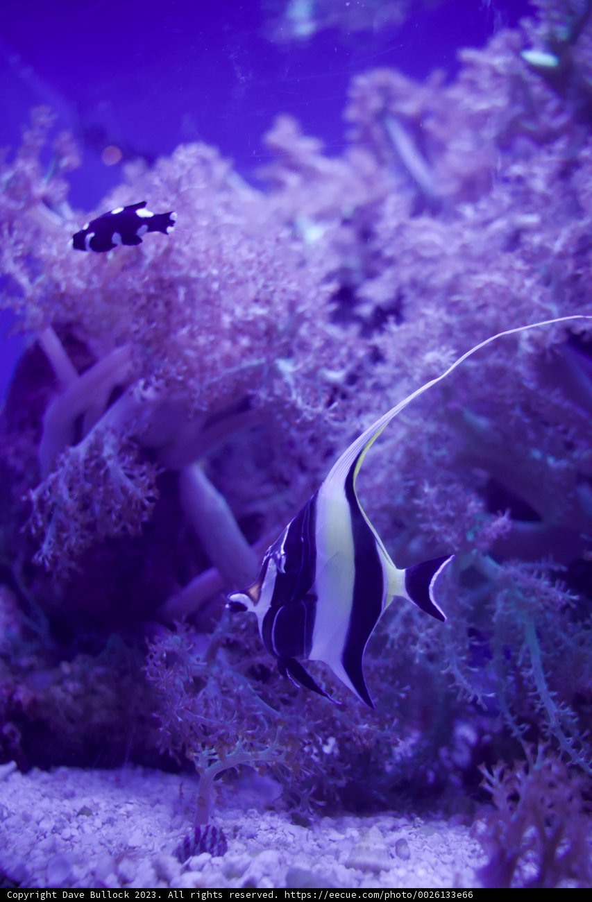 Striking Stripes: An Aquatic Encounter