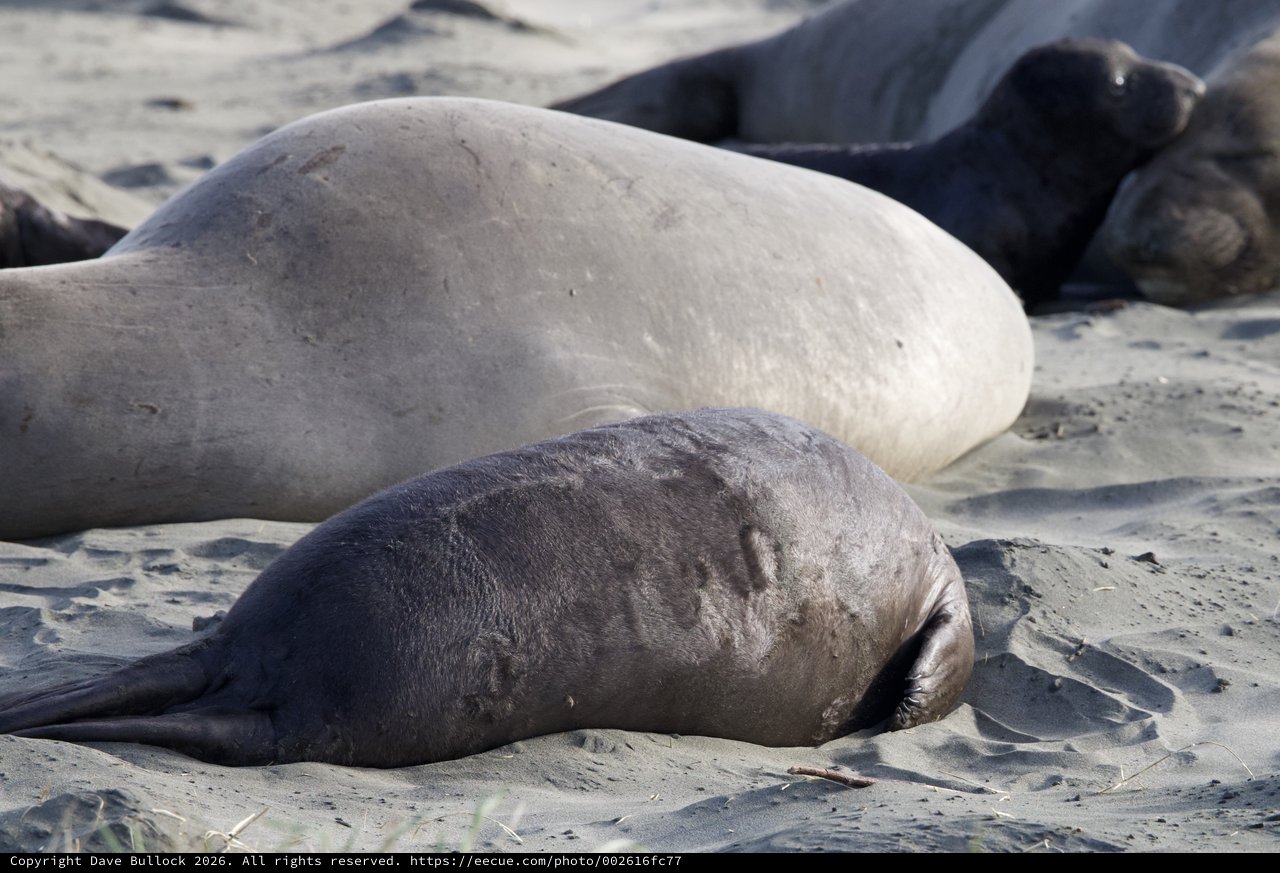 Mother and Pup Elephant Seals Resting on Drakes Beach