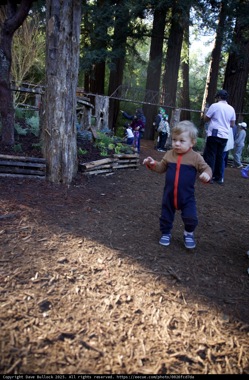 Exploring the Enchanted Grove