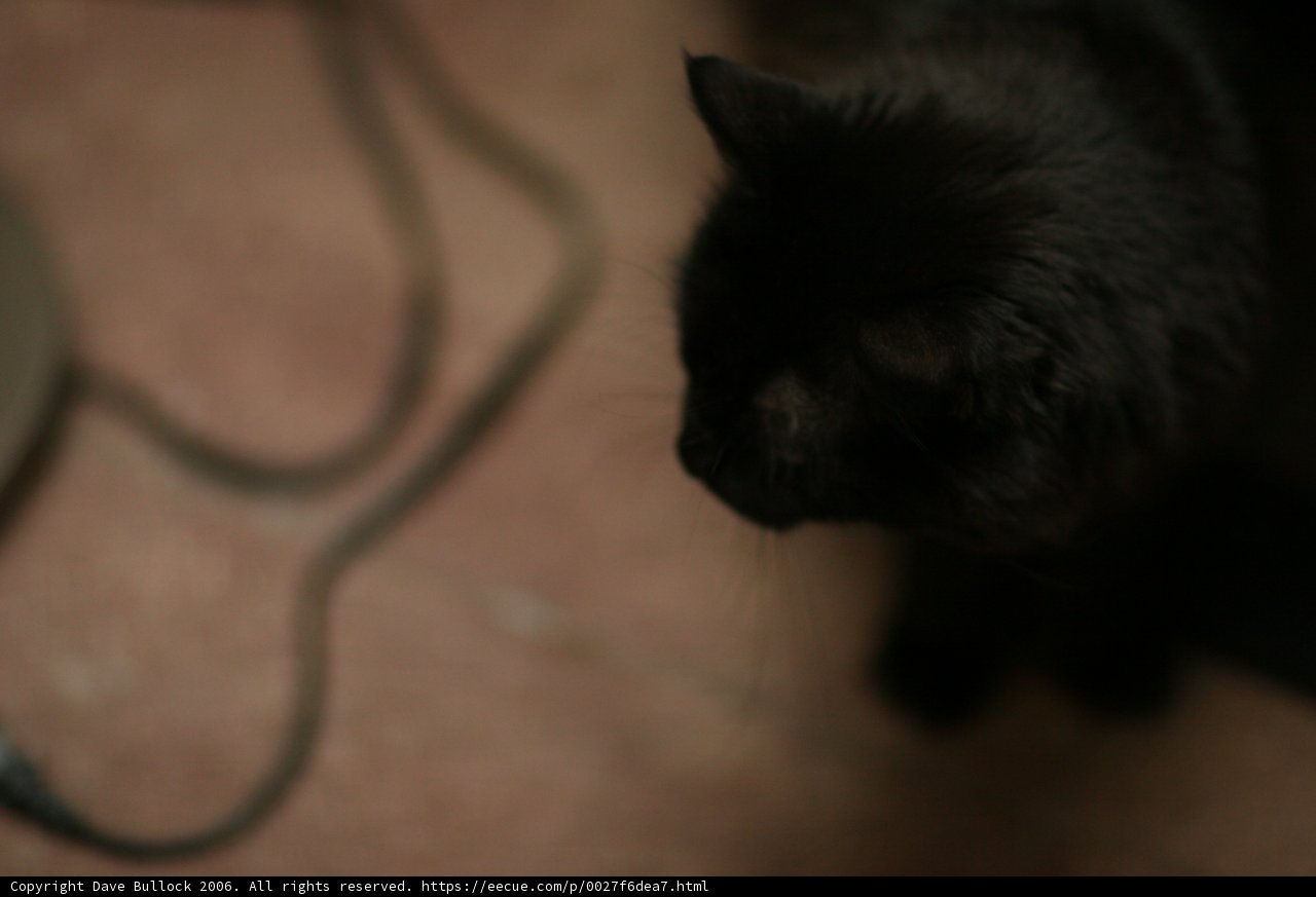 Inquisitive Feline