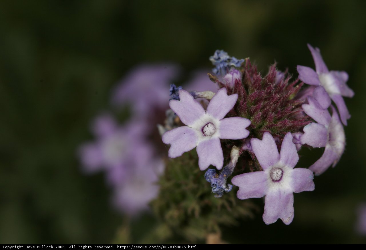 Purple Geranium in Bloom
