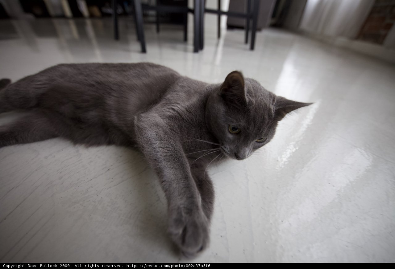 Cozy Cat on Hardwood Floor