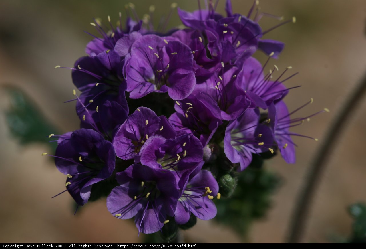 Purple Beauty in Daylight
