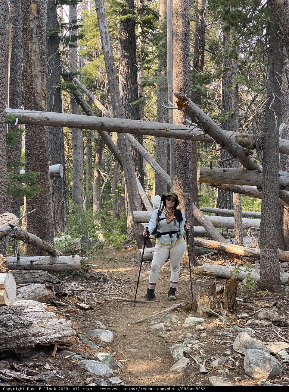 Hiking Through the Grove