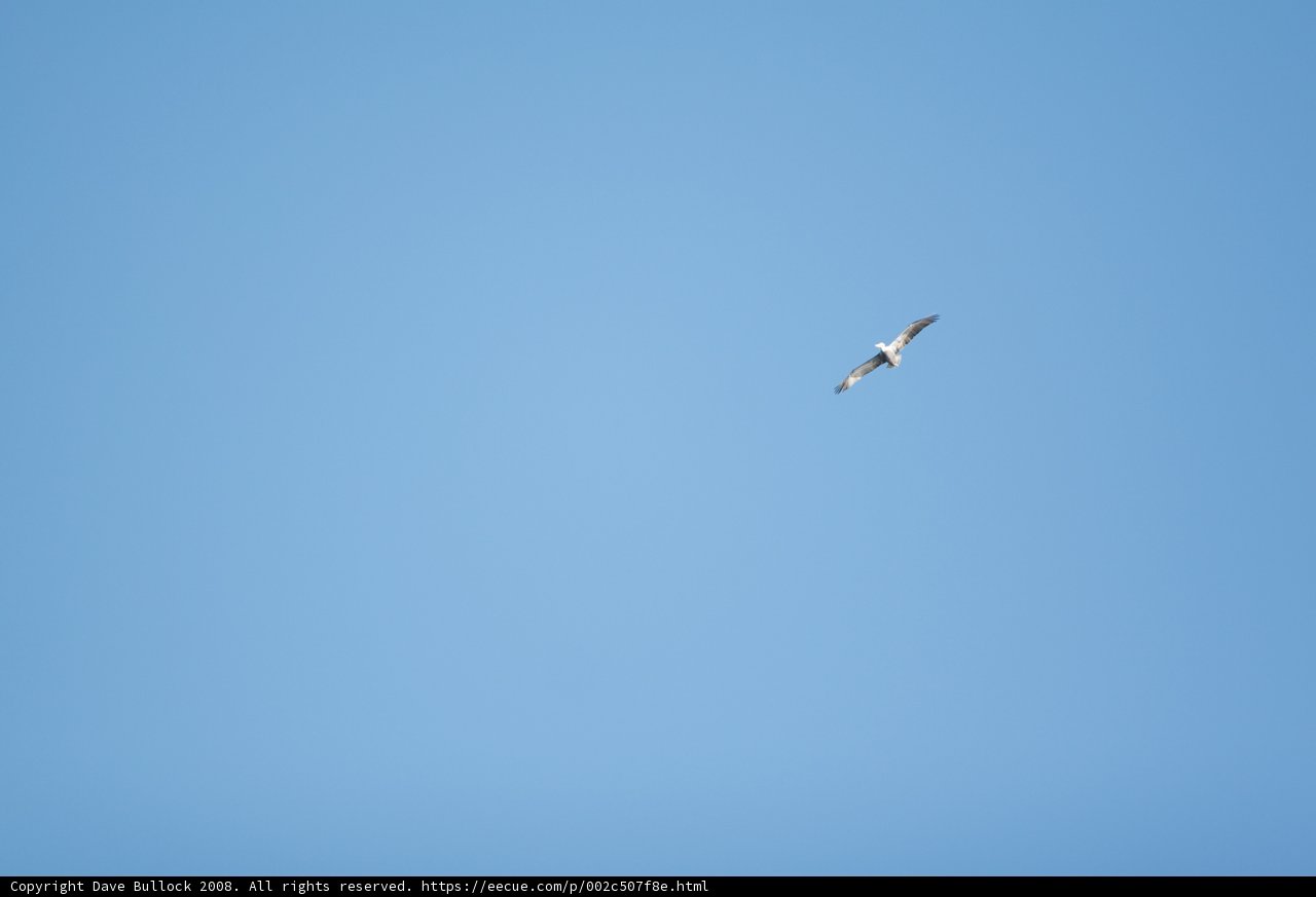 Soaring Bird