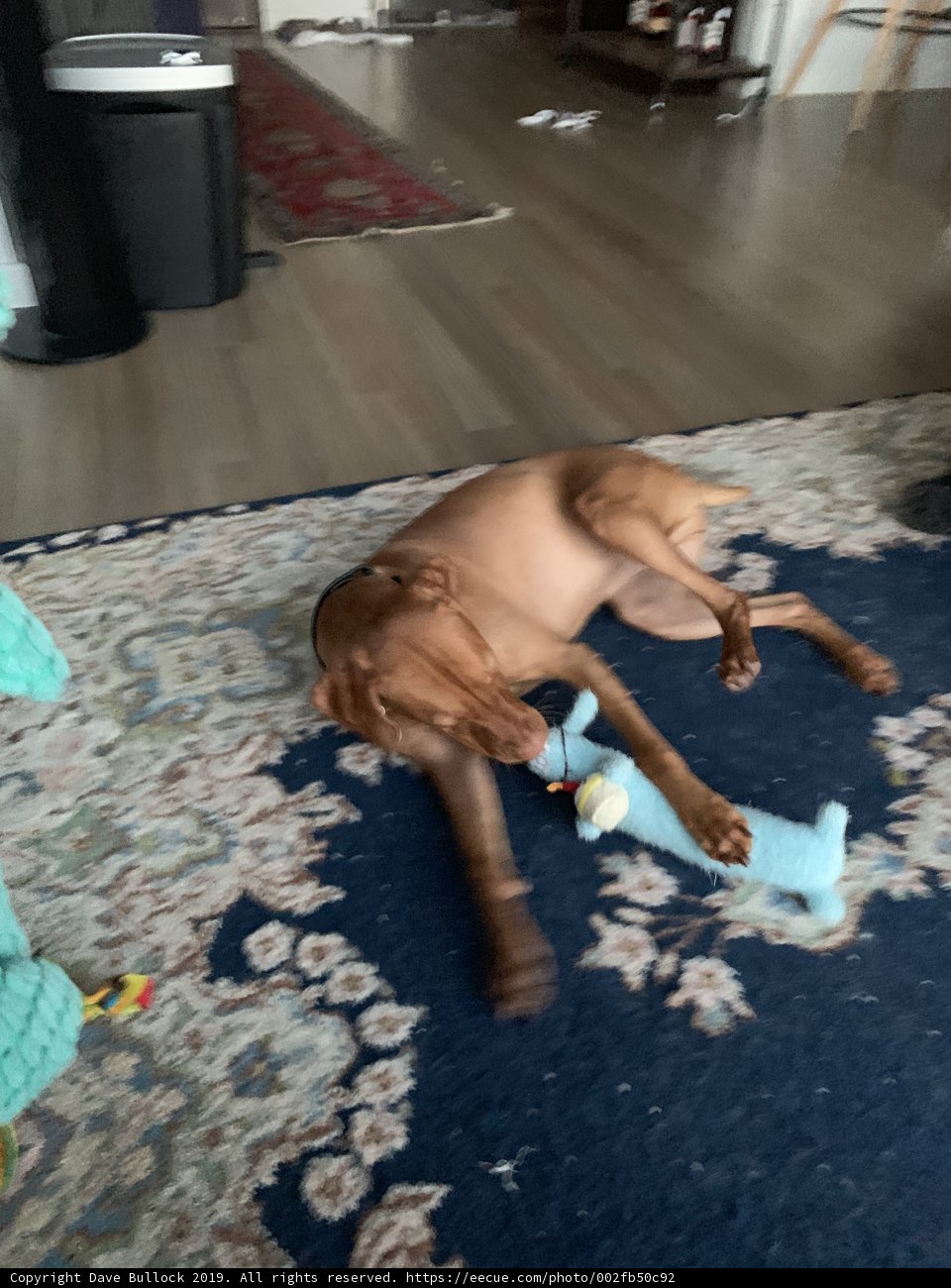 Man's Best Toy