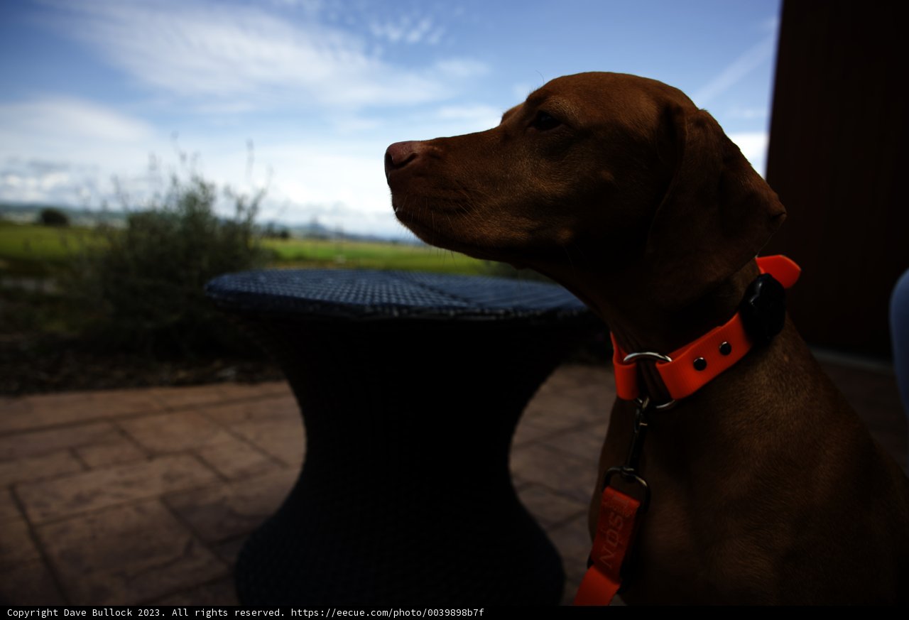 Canine Companion Basking at Bouchaine Vineyards