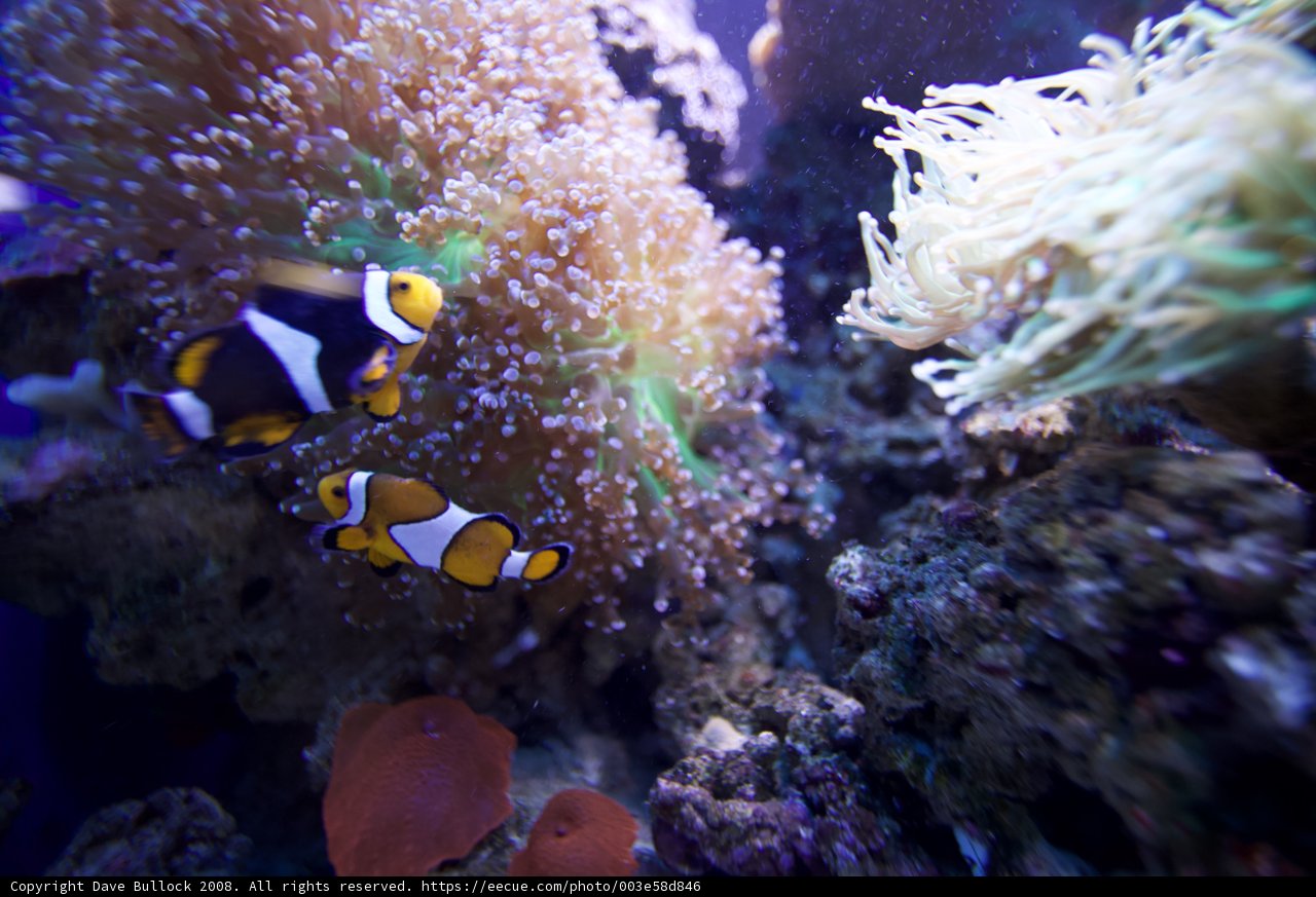 A Colorful Pair in the Coral Reef