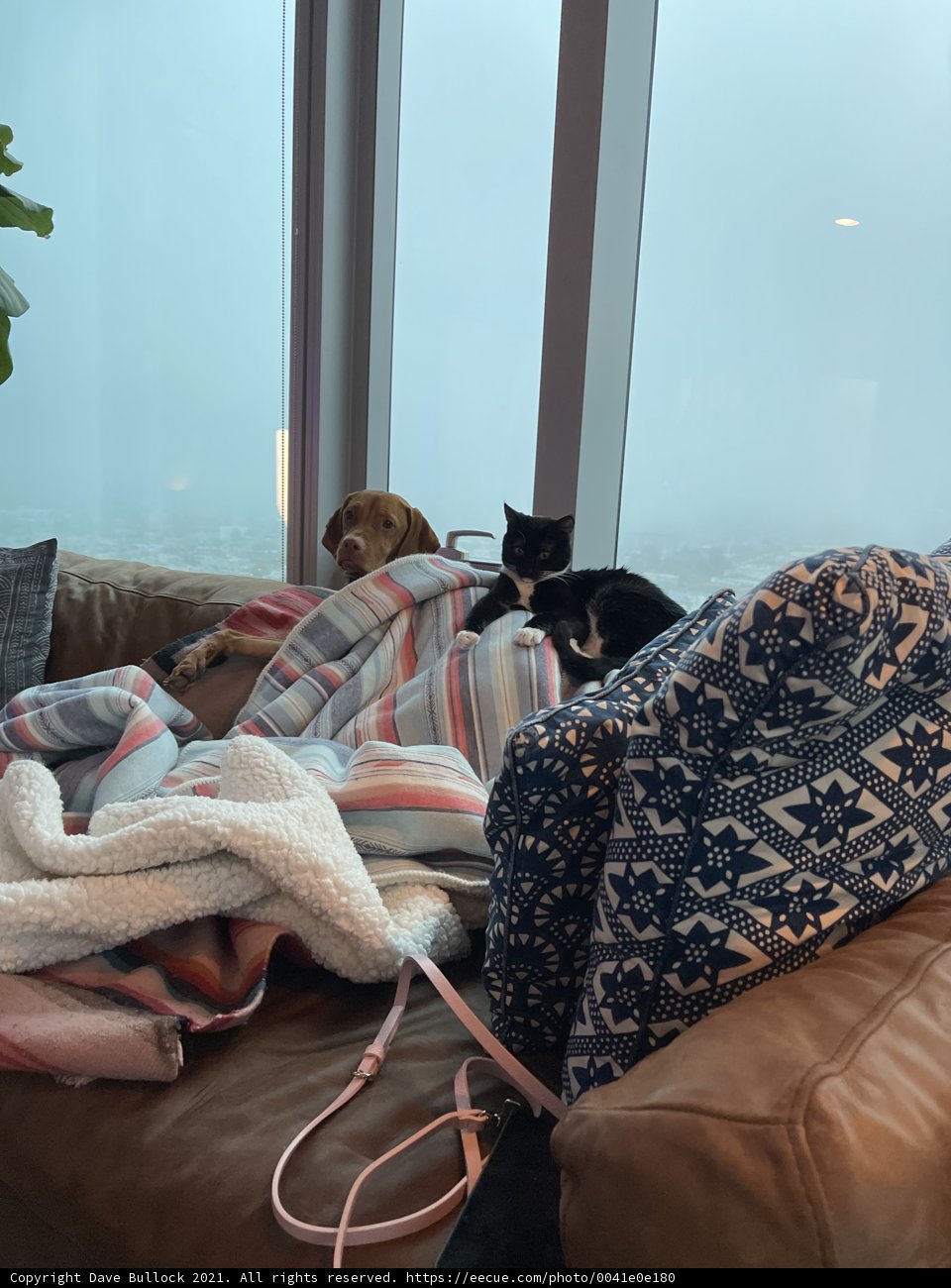 Furry Cuddle Buddies on the Couch