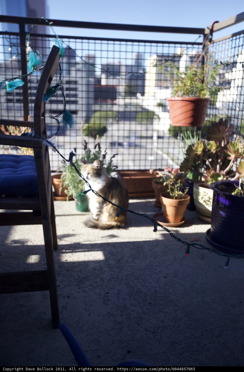 Feline Relaxation on a Balcony