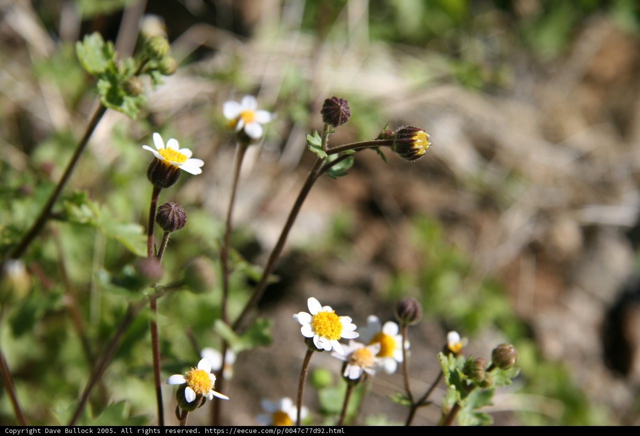 Daisy and Bee Delight