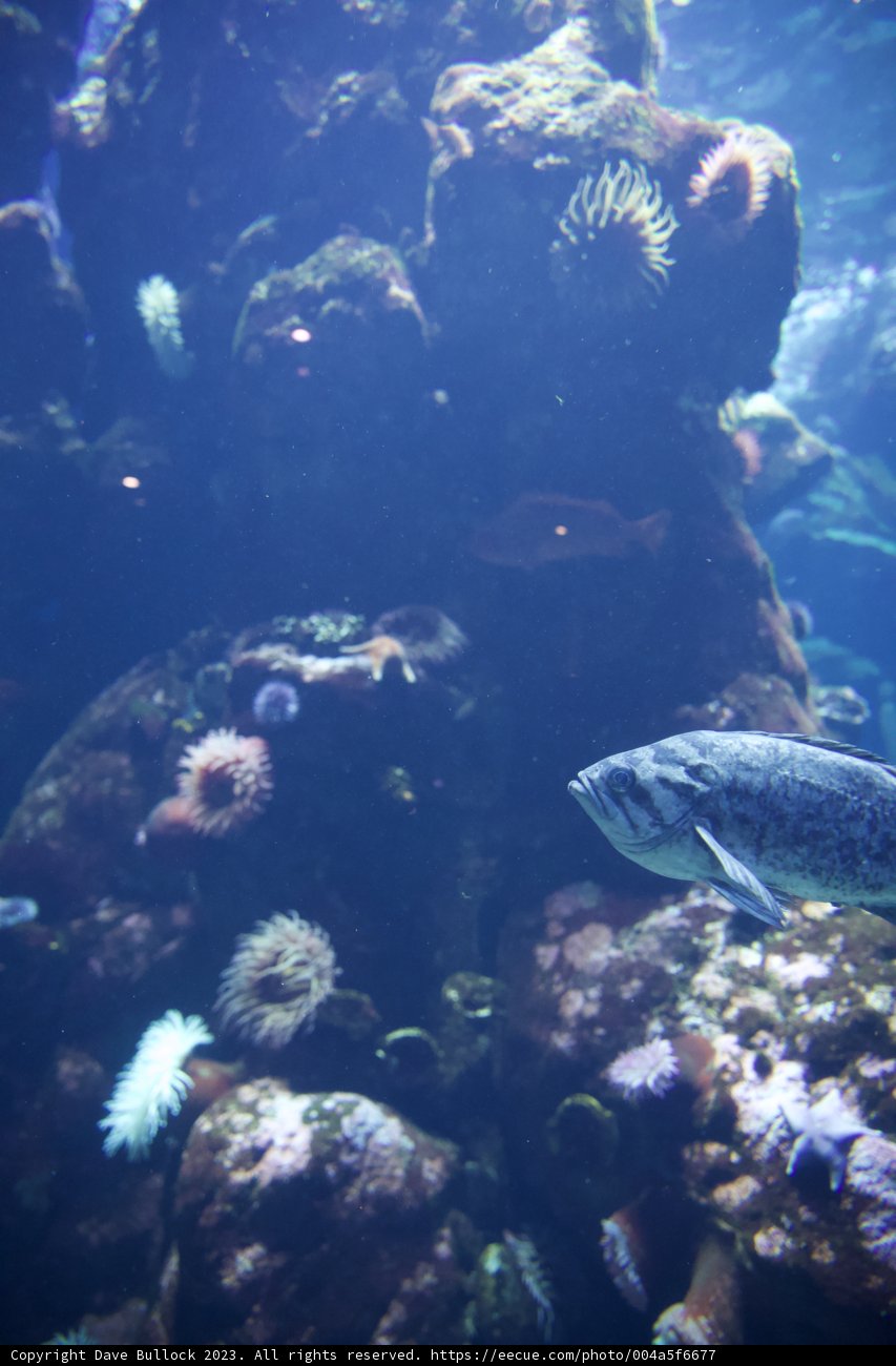 Underwater Wonders: An Aquarium Exploration