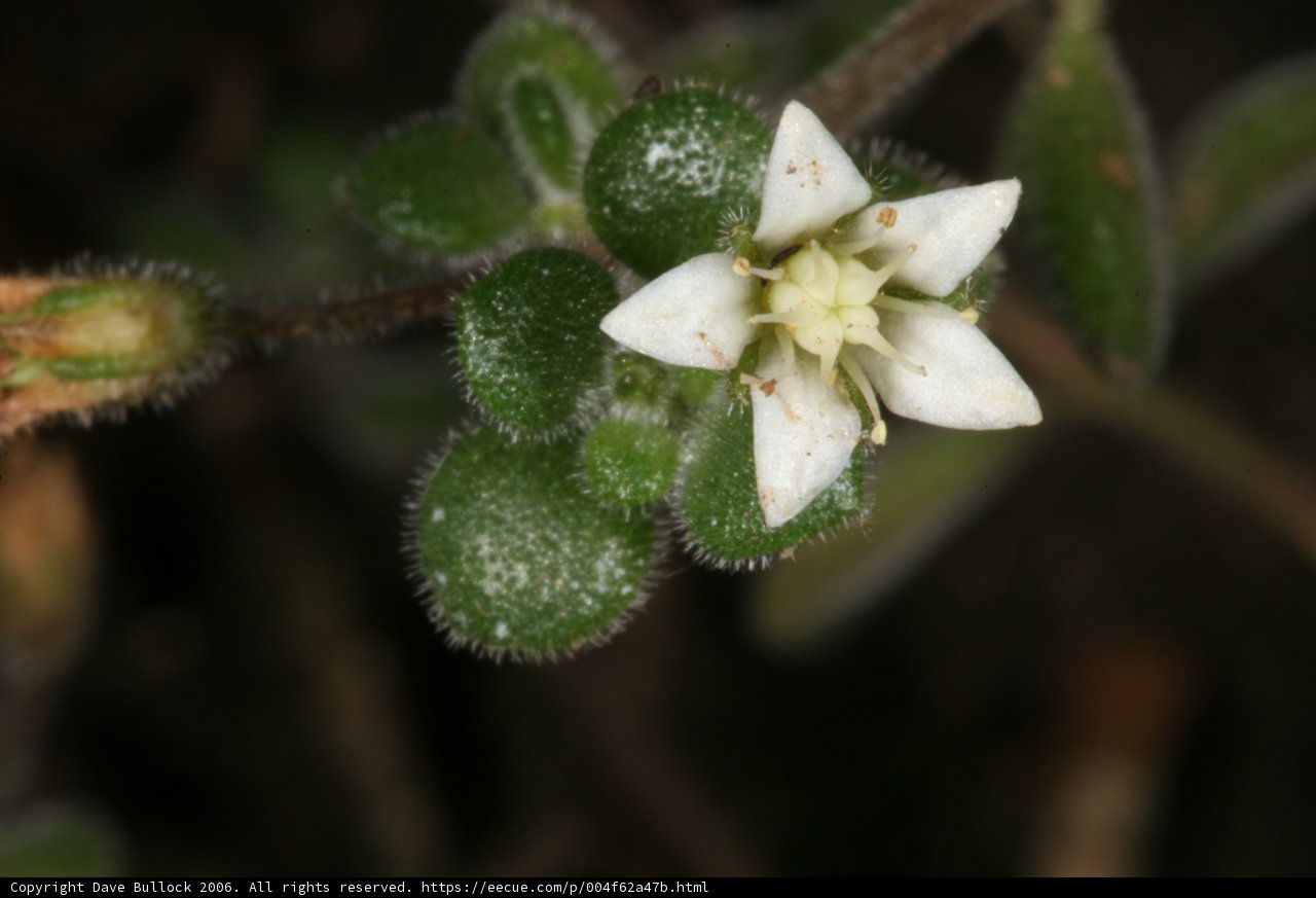 Delicate Geranium Flower