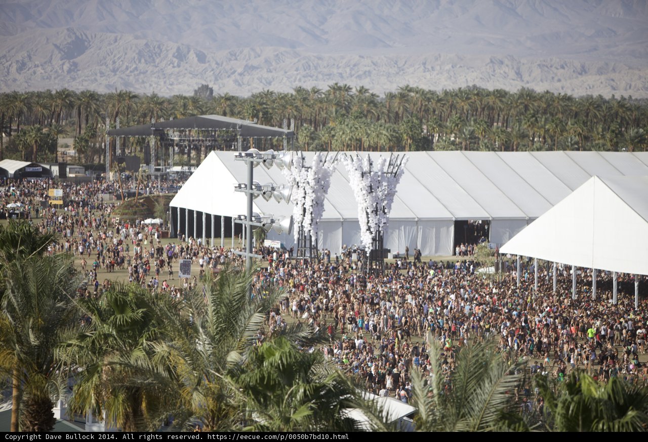 Desert Festival Madness