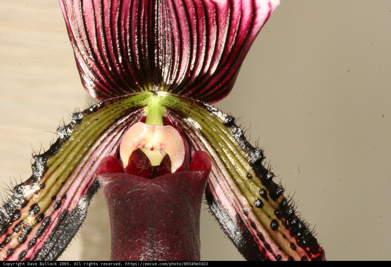 Delicate Orchid Blooming