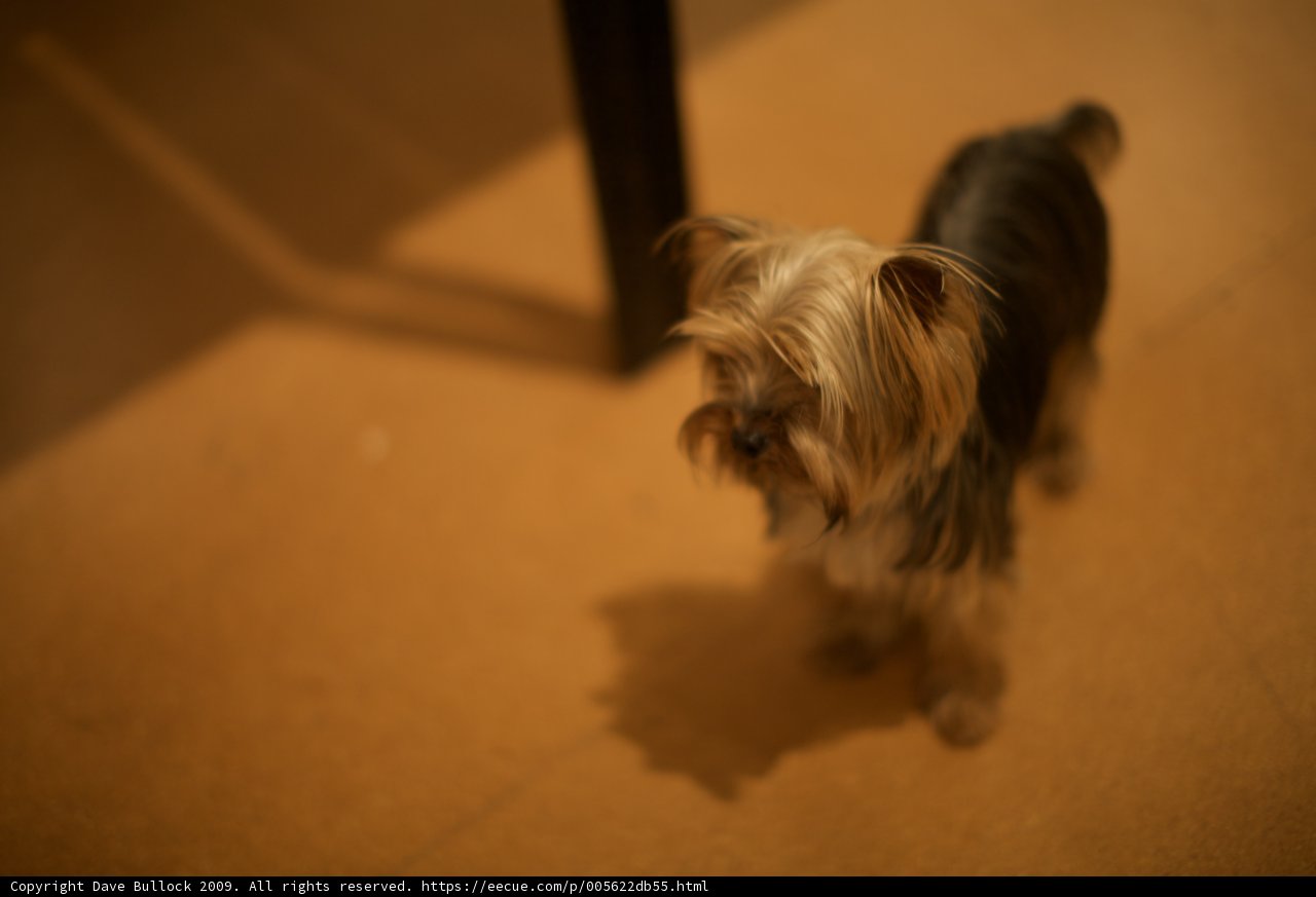 Terrier Puppy on the Floor