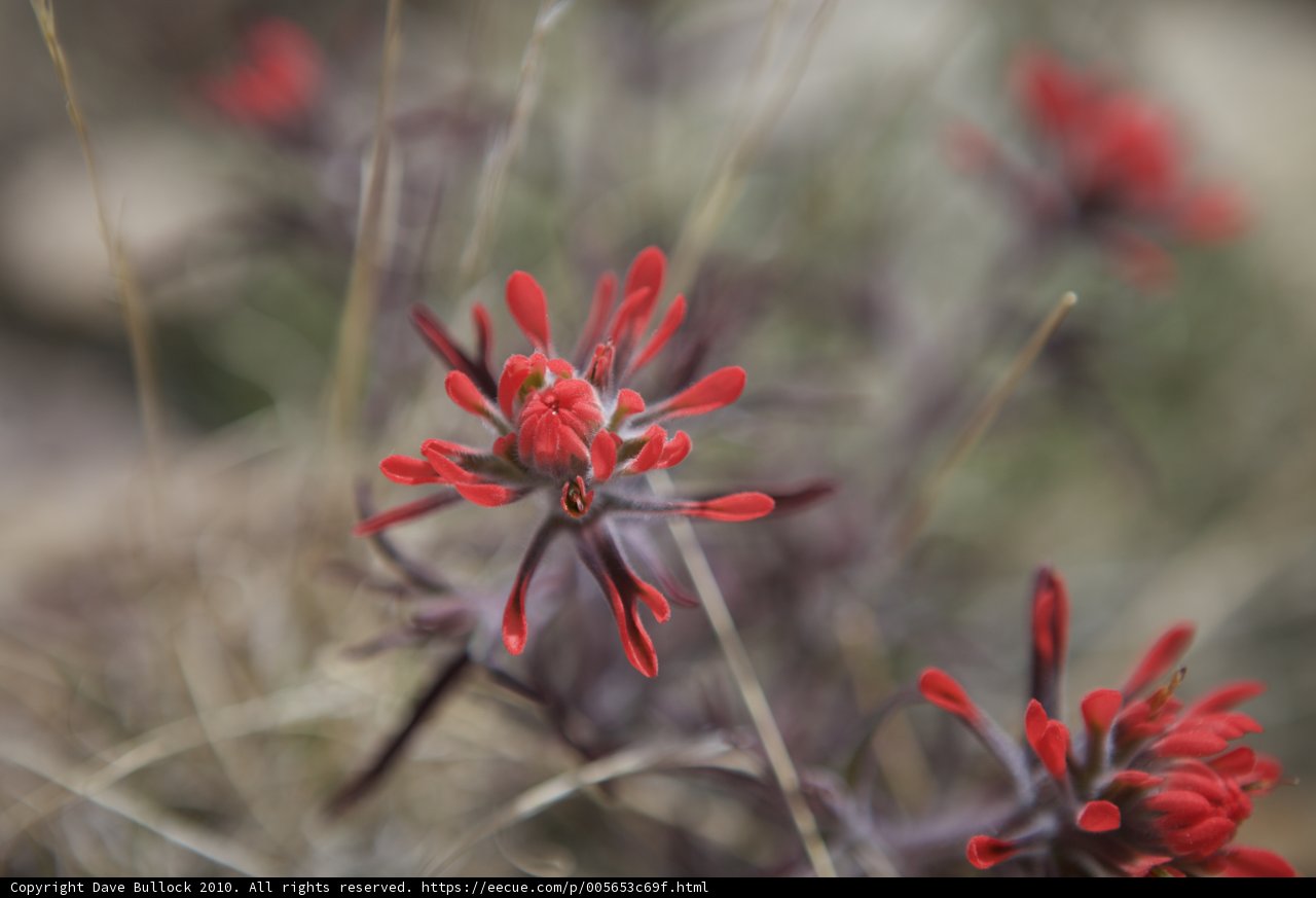 Red Geranium Flower in the Grass