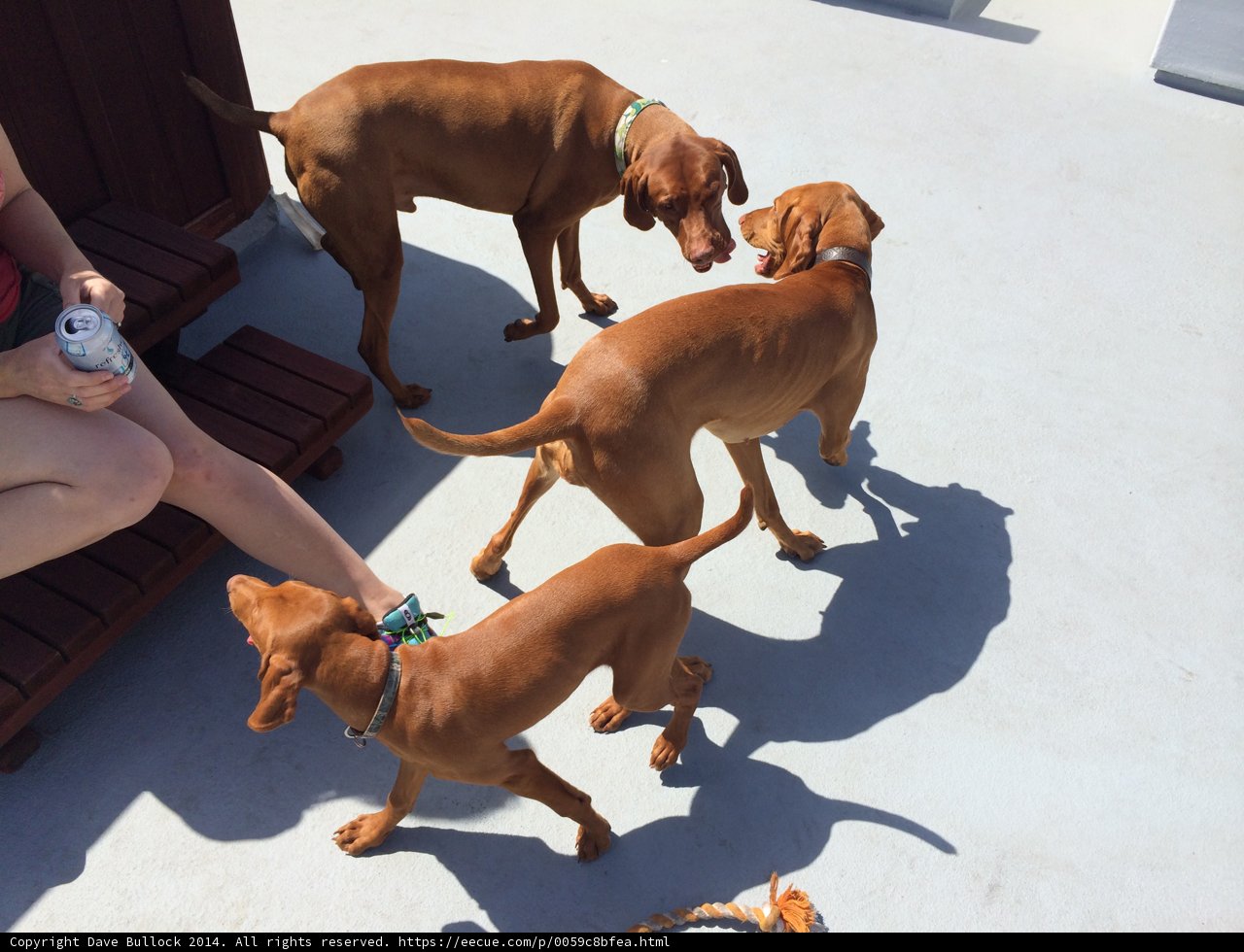 The Three Canine Companions