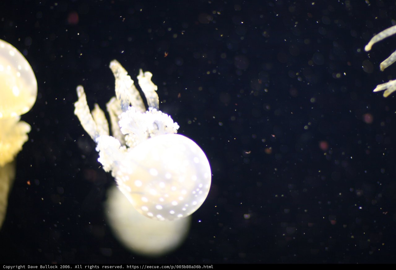 Graceful Giants of the Sea