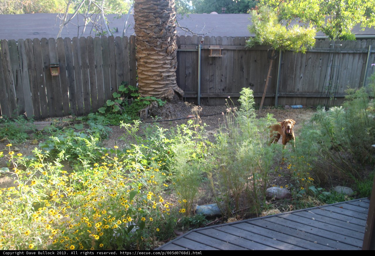 Man's Best Friend in the Backyard