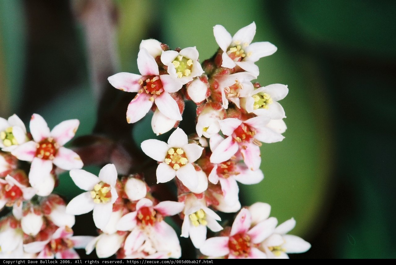Blooming Beauty