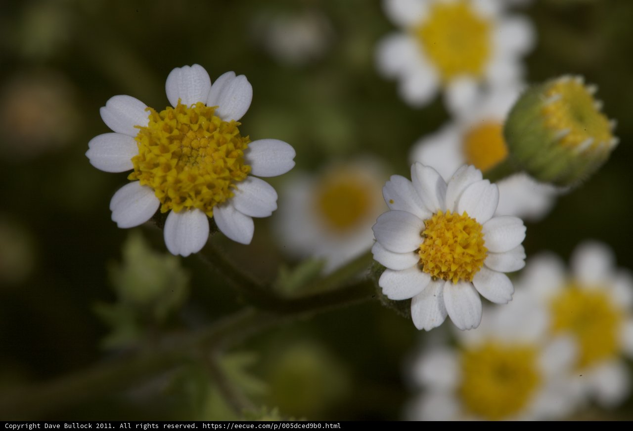 Blooming Beauties