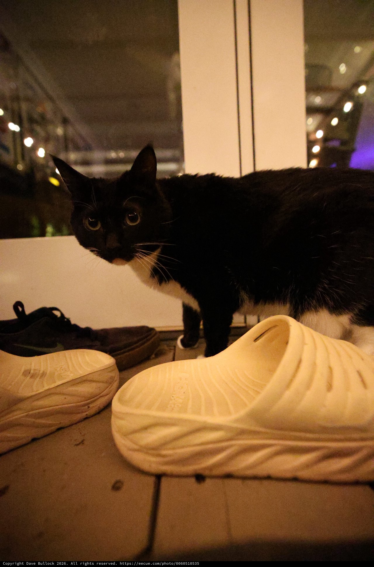 Black Cat Inspecting Foam Sneakers Indoors at Night