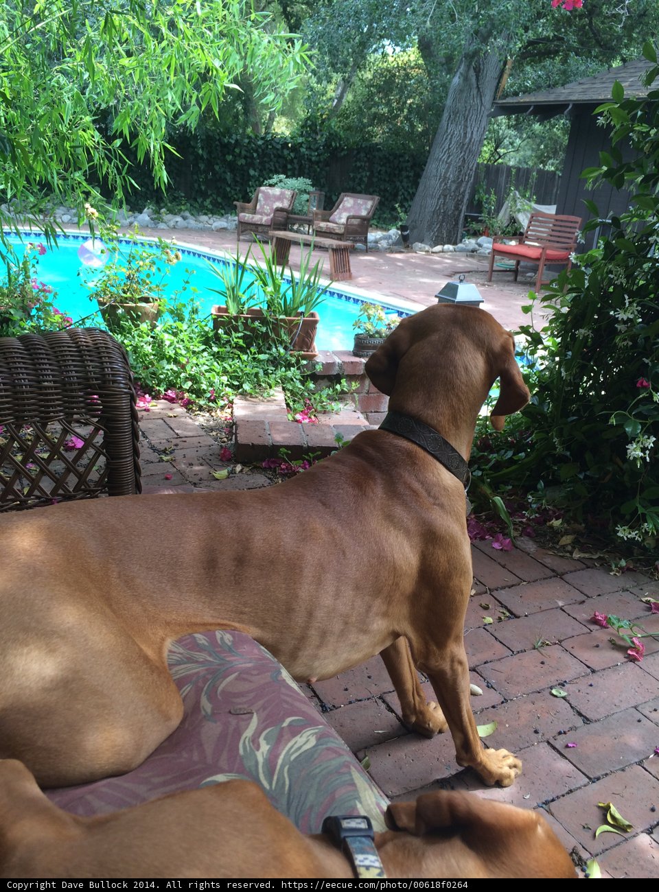 Patio Pups and Pool Time