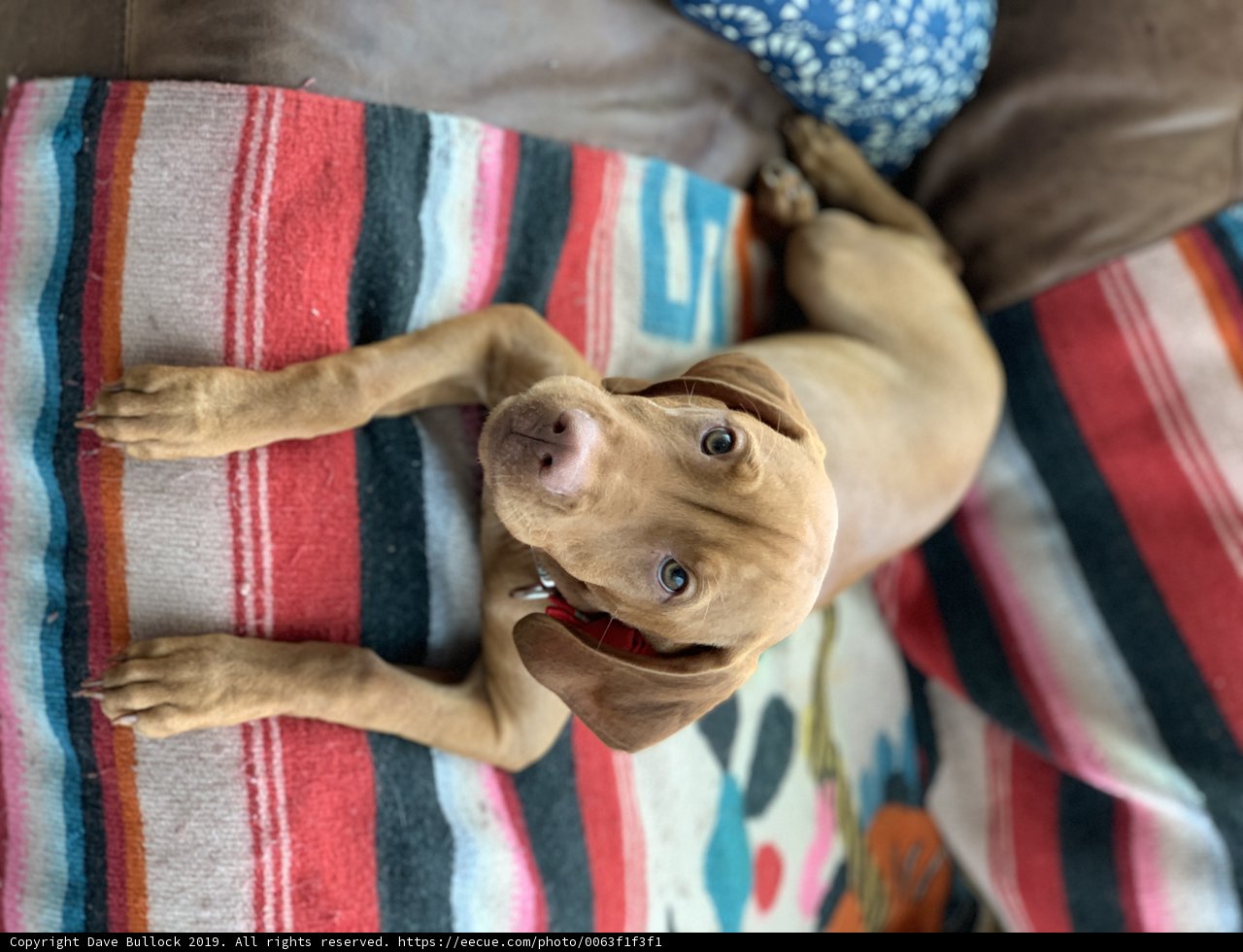 Cozy Pup on Vibrant Blanket