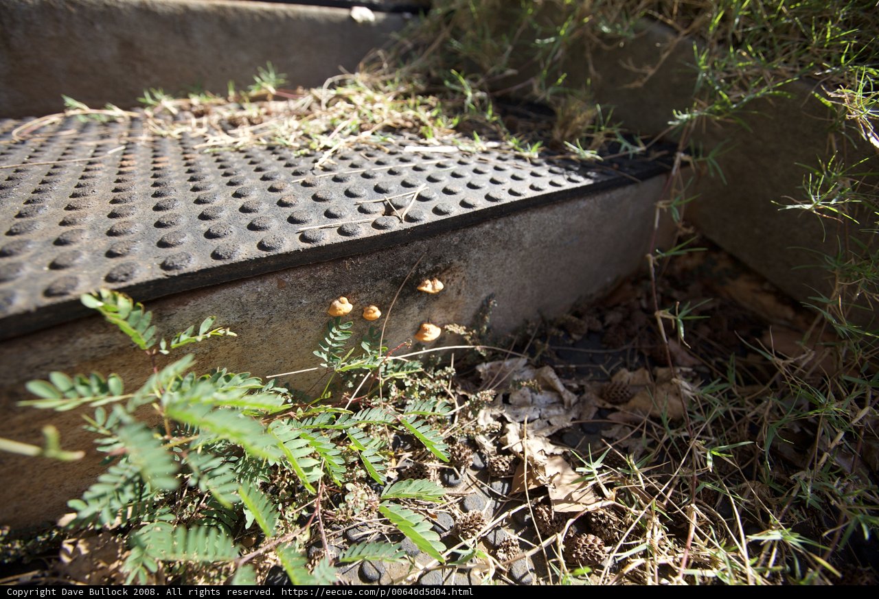 Drainage in Hawaiian Architecture