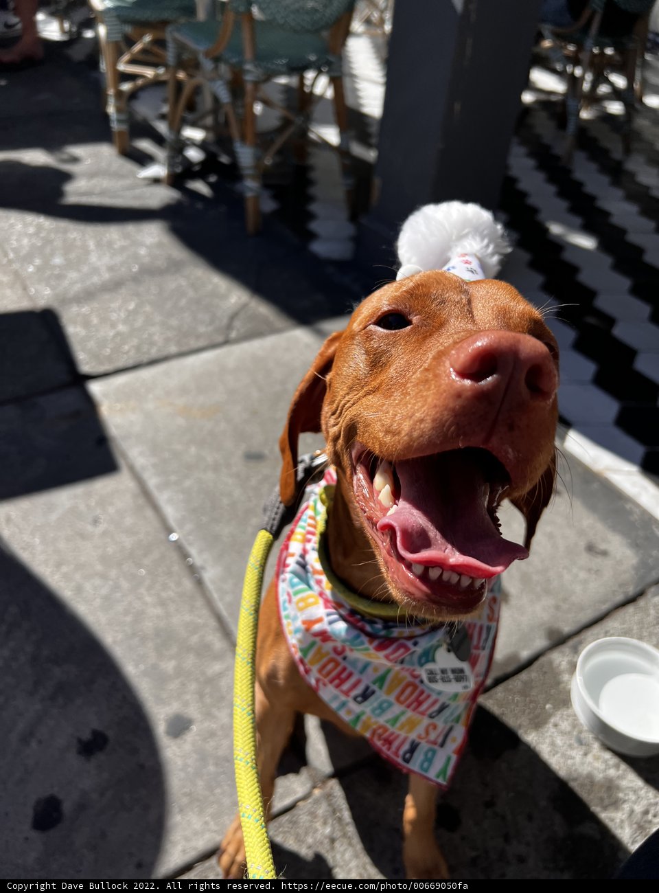 Birthday Pup
