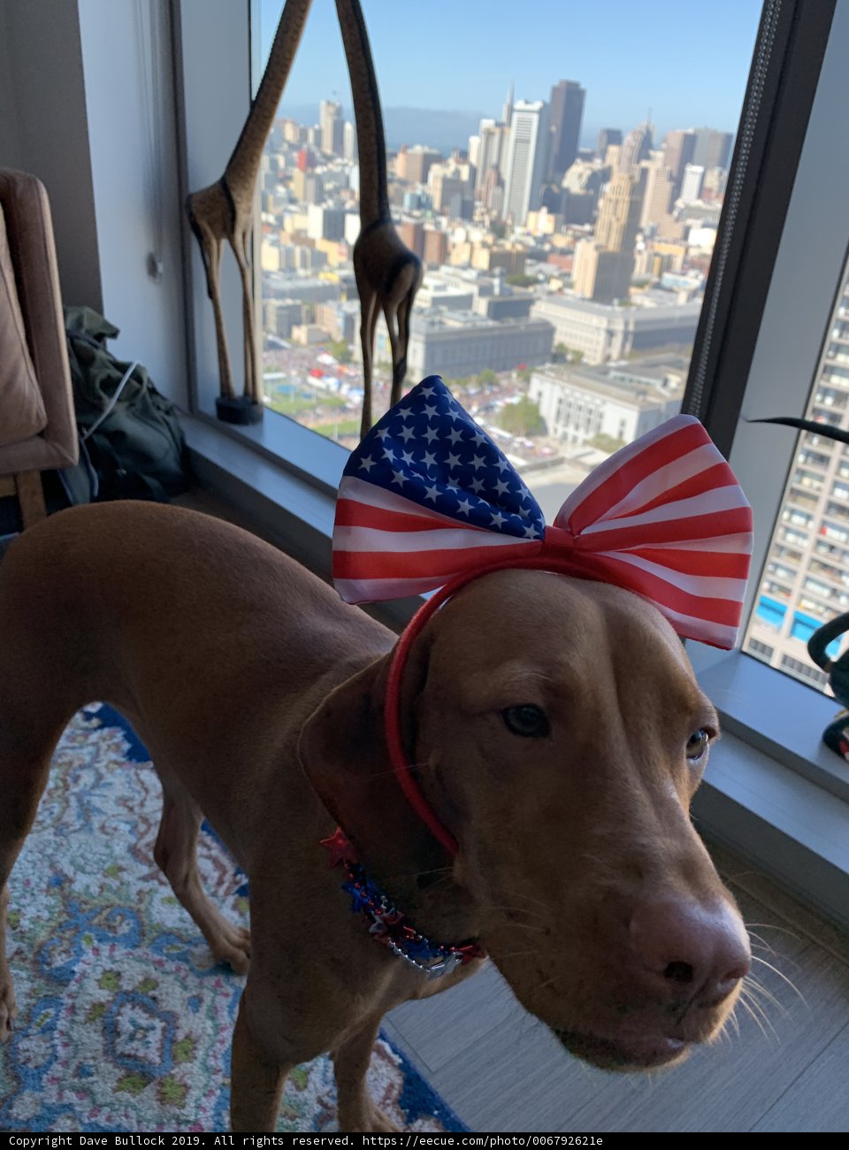 Patriotic Pup