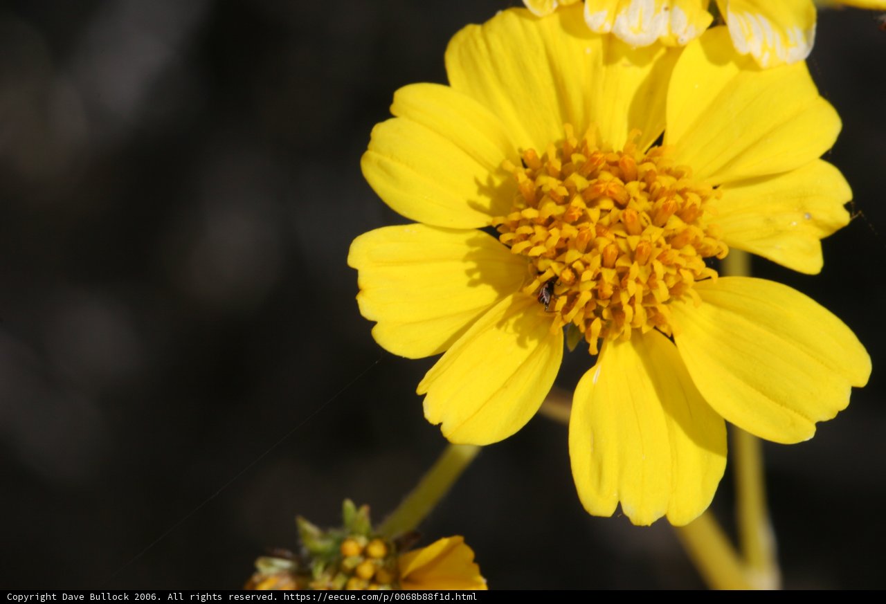 Sunny Daisy