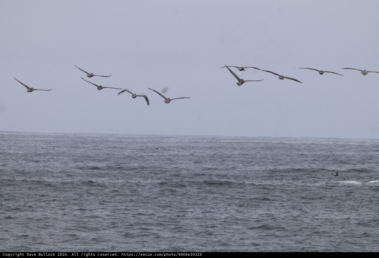 Pelicans Soaring Over Stormy Gray Ocean Waters