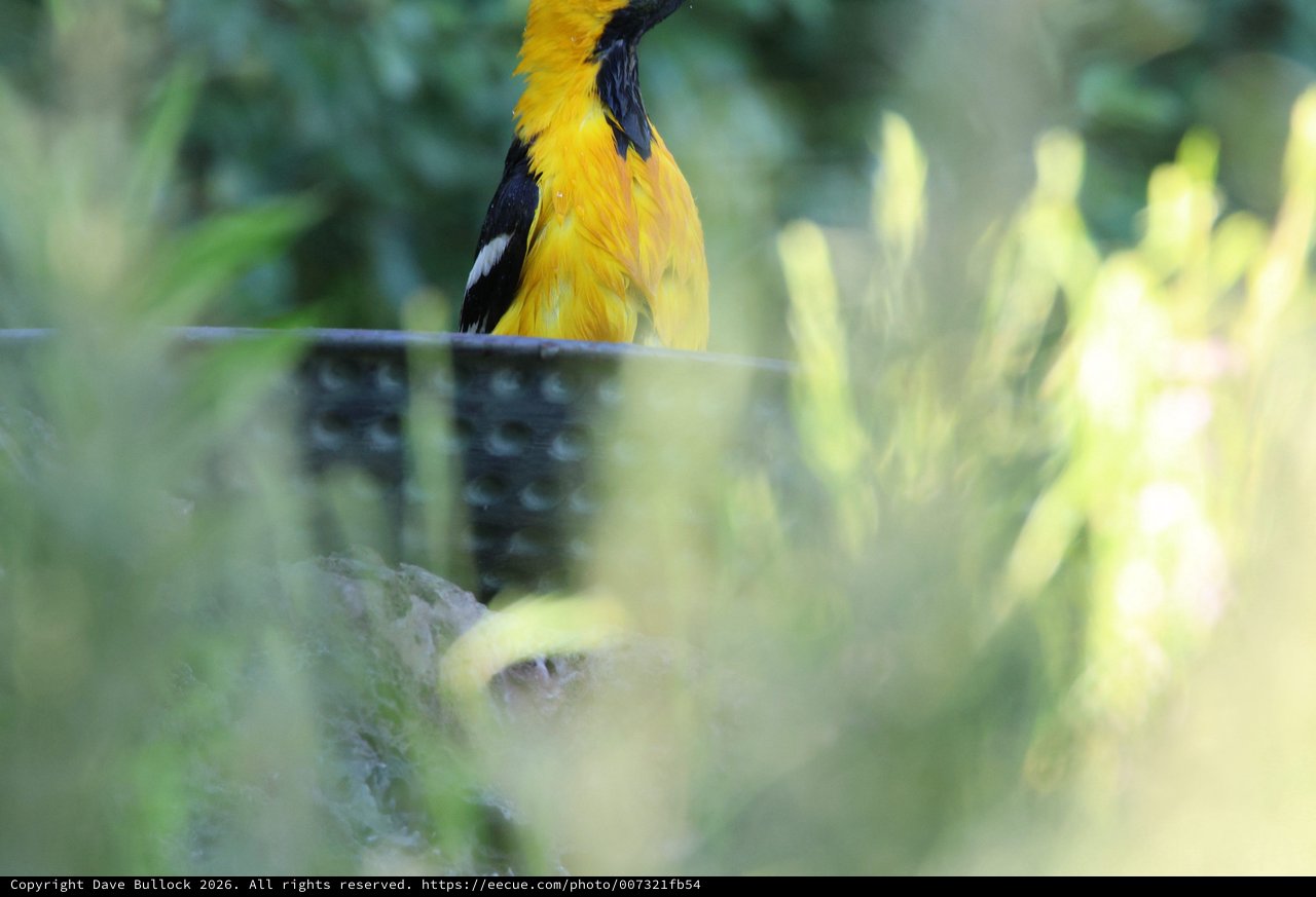 Hooded Oriole Bathing in Garden Bird Bath