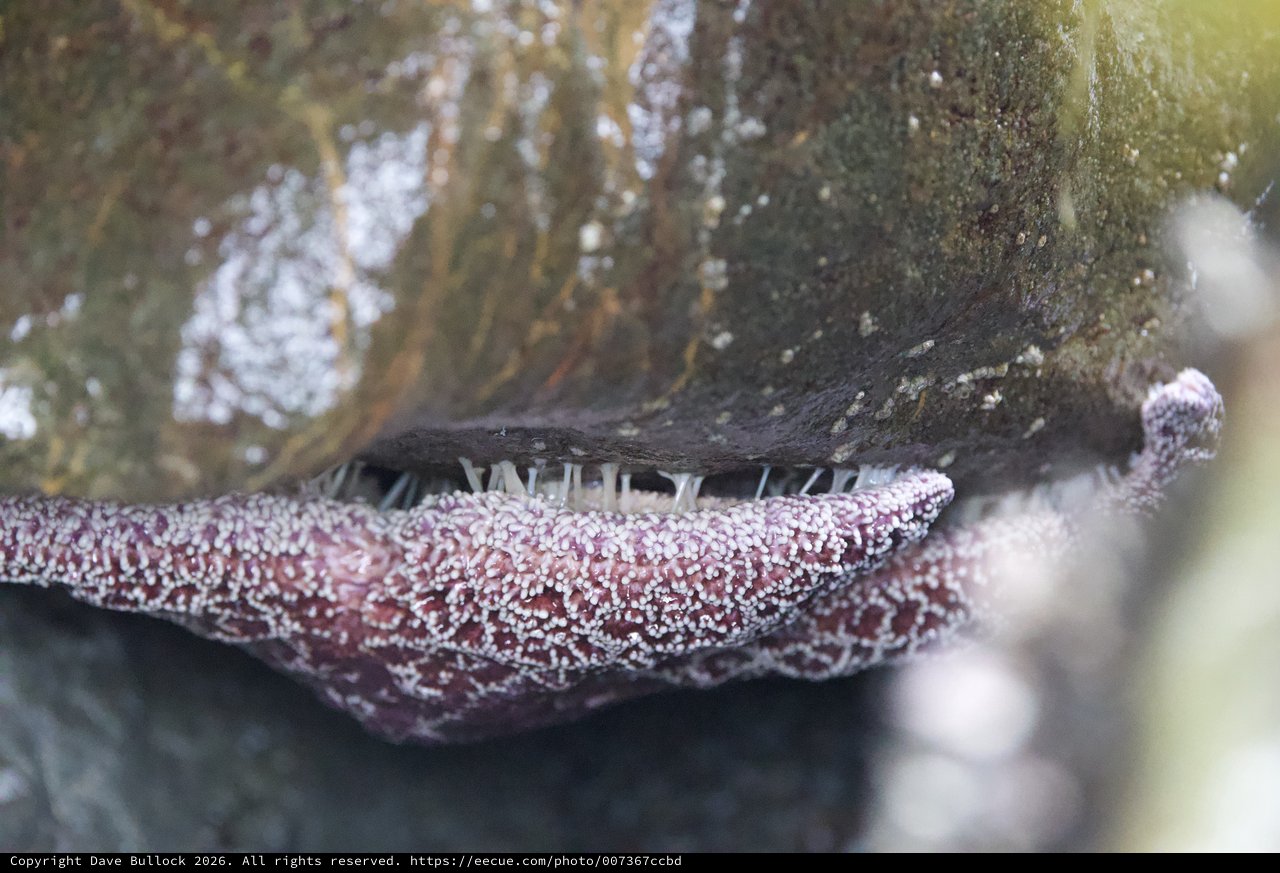 Sea Star Feeding Beneath Rocky Tide Pool Boulder