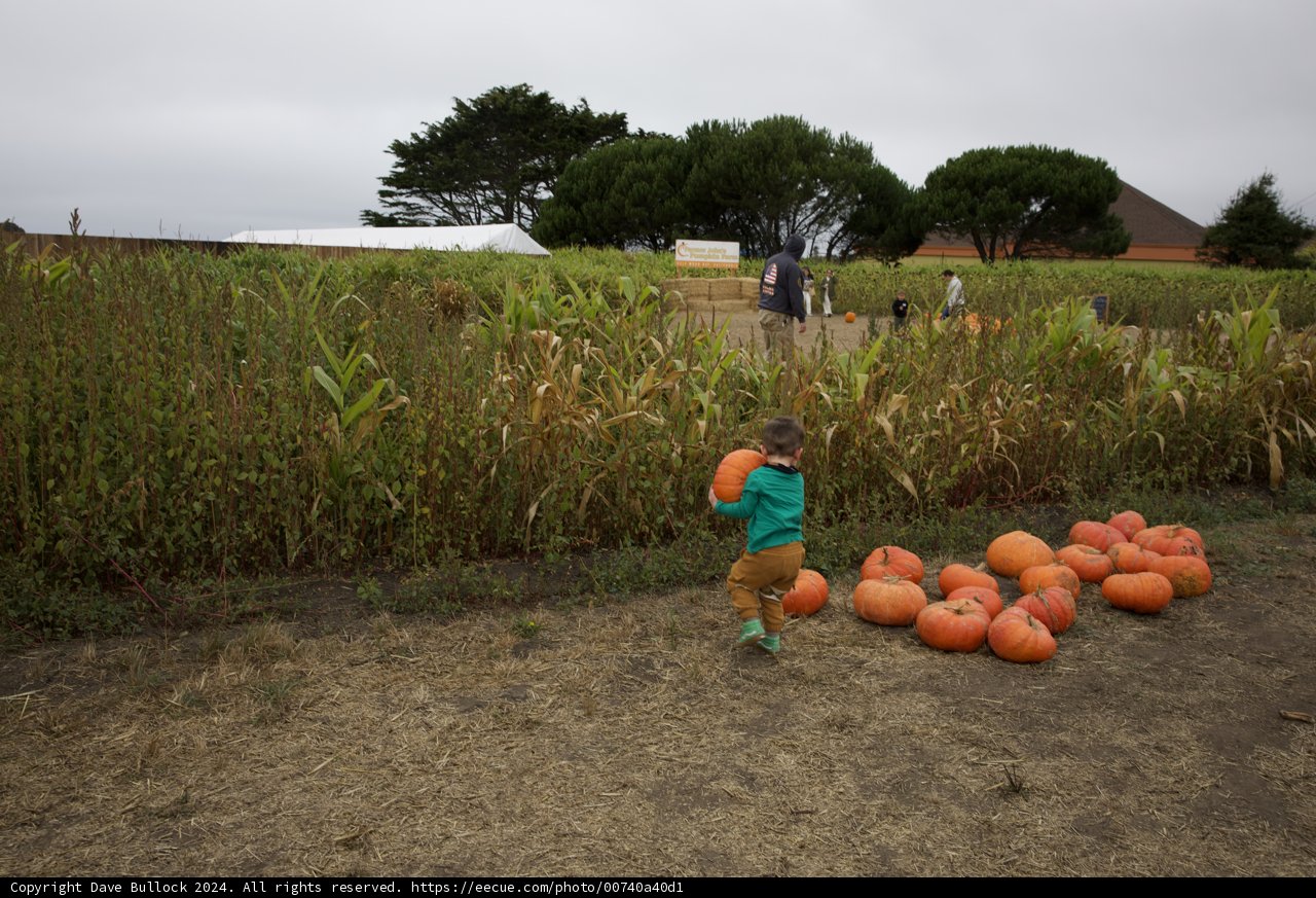 Enchantment of the Harvest