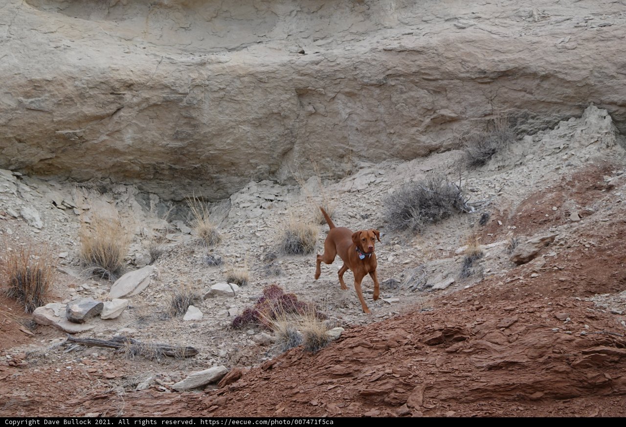 Rocky Adventure with Man's Best Friend