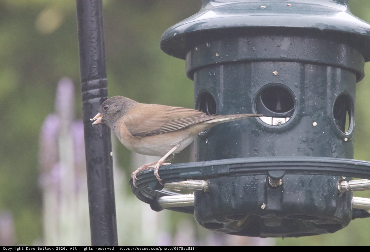 Dark-eyed Junco Feeding at Black Bird Feeder