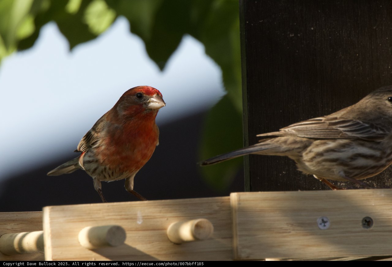 Feathered Companions