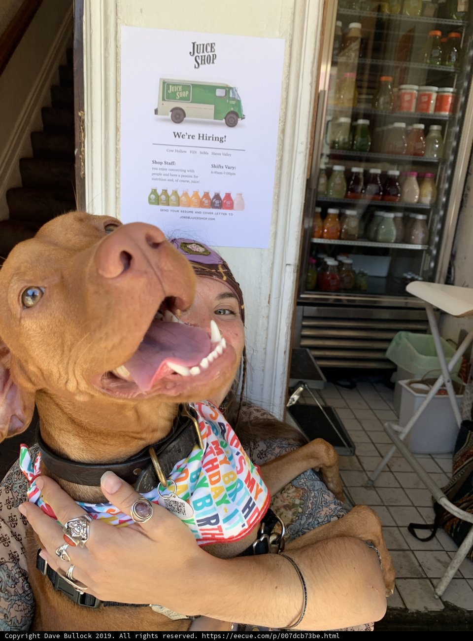 Fashionable Vizsla