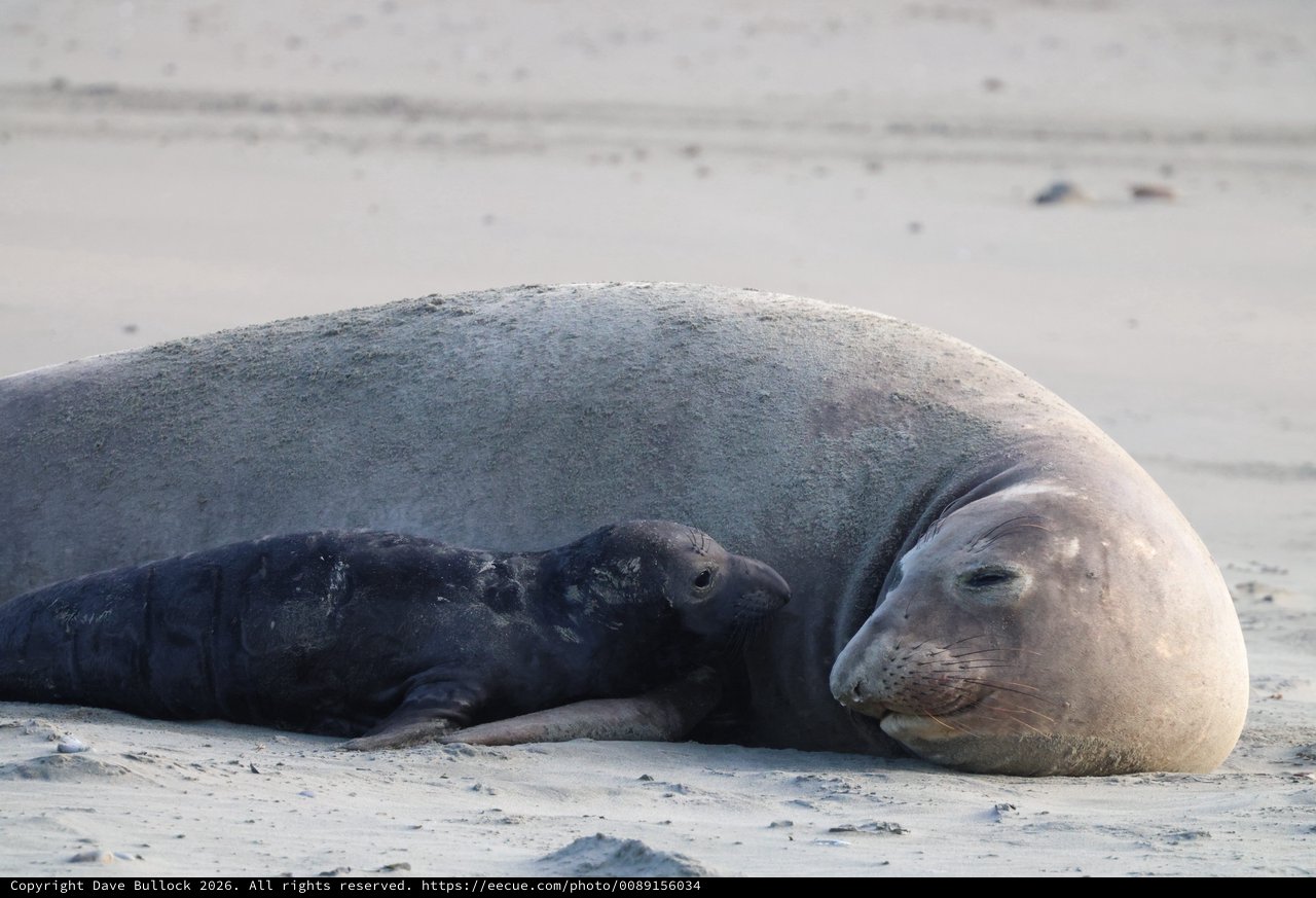 Elephant Seal Mother and Pup Resting on Beach