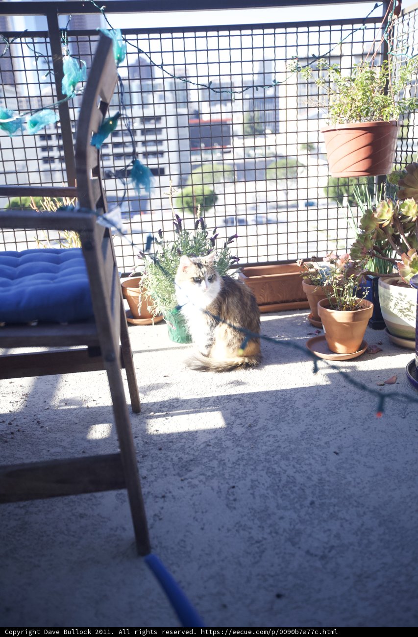 Feline Balcony Oasis
